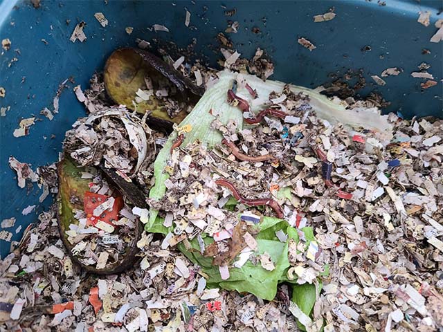 close up shot of a compost bin with lots of worms helping to break down the food waste