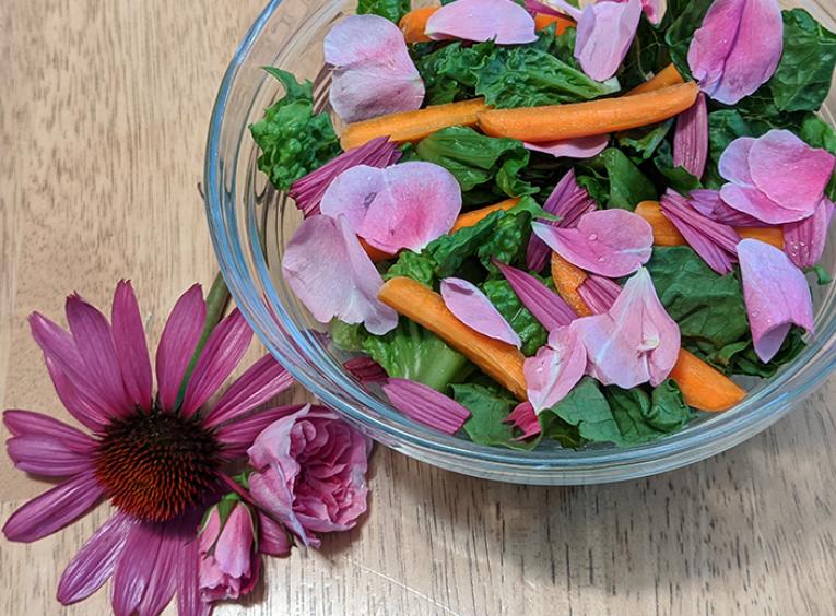 A simple salad with lettuce, carrots, pink echinacea and rose petals fresh from the garden.