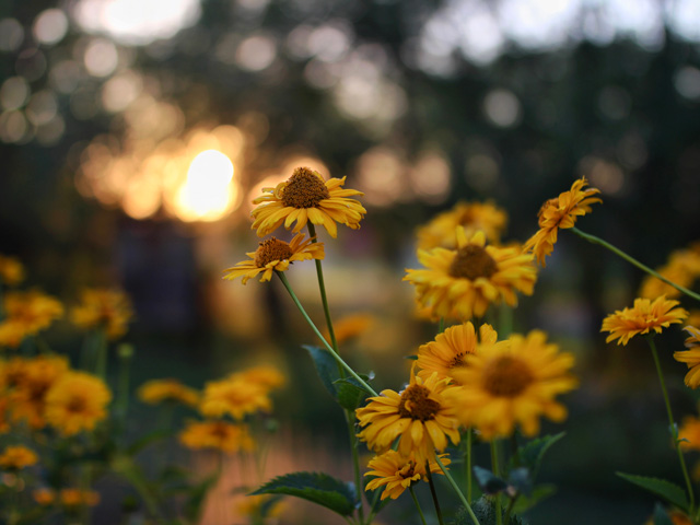 Group of yellow flowers growing