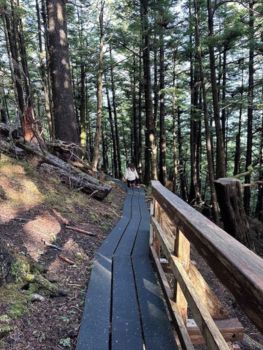 Boardwalk pathway through a forest