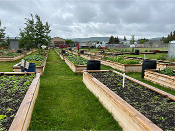 Wooden garden boxes laid out in rows in a community garden