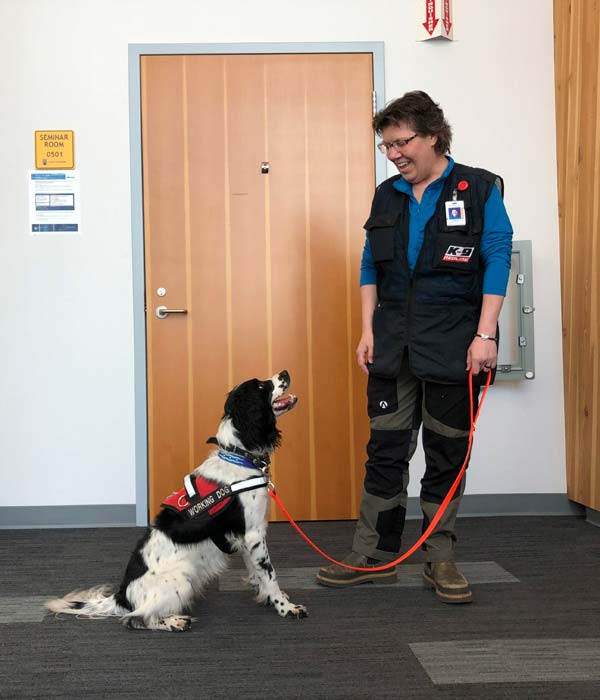 Black and white terrier on a leash and looking up at her woman handler.