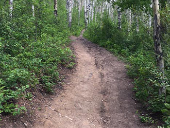 Dirt trail in the forest