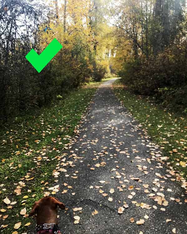 A dog walked on an empty trail gets a check mark. 
