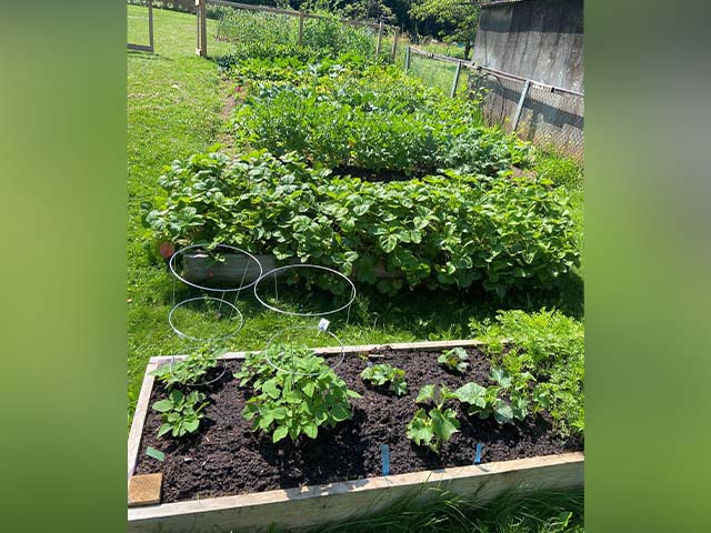 garden boxes in a yard filled with growing leafy, produce