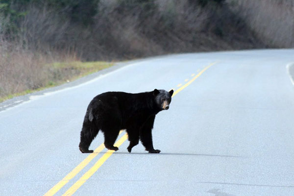 Black bear crossing the road.
