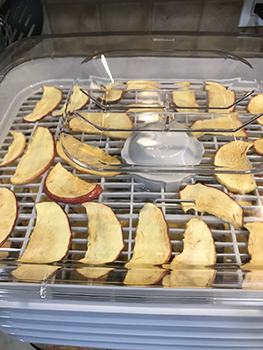 apple slices lay on dehydrator sheet