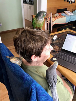 woman sitting in front of laptop with pet birds on her head and shoulder