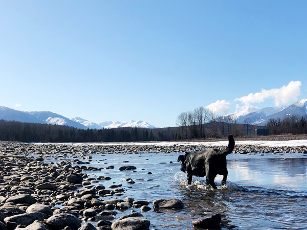 A dog walks in the water of a rocky river. 