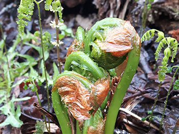 Wild filddleheads