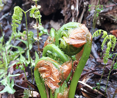 Wild filddleheads.