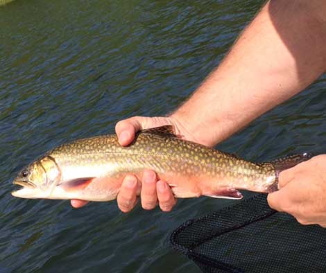 Person holding a Brook Trout in their hands.