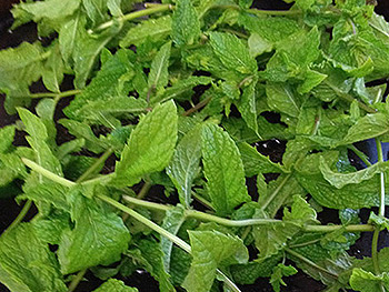 Wild mint ready to harvest