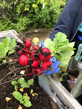 Radishes picked from garden