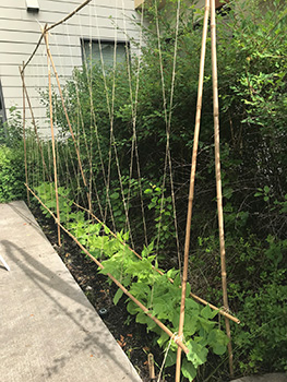 Row of peas in garden