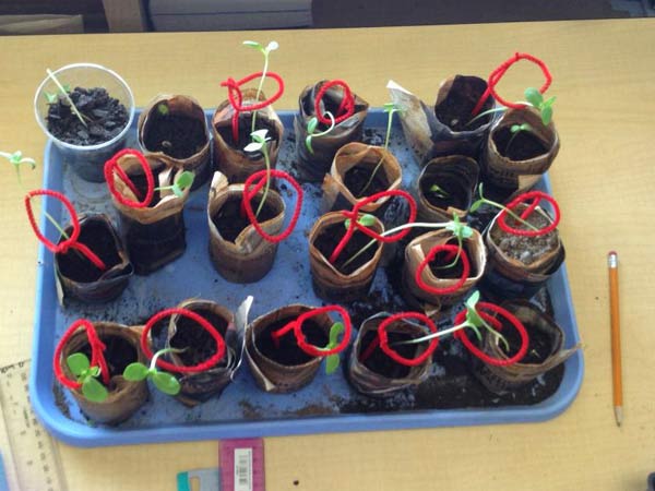 A tray of sprouting plants.