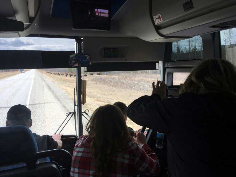 People looking out a bus window viewing bison.