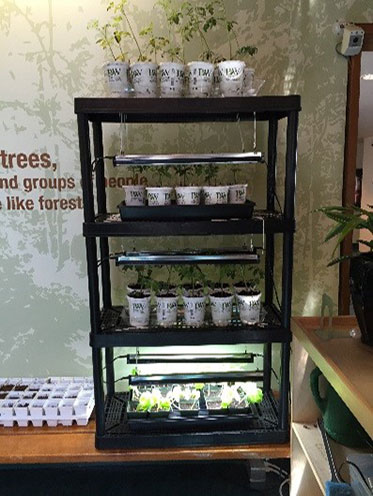 Seedlings on shelves.