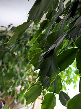 Christmas cactus with a Fig tree in the background.