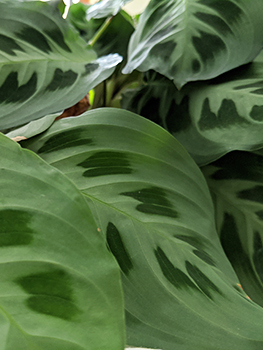 prayer plant fully open during the daytime.