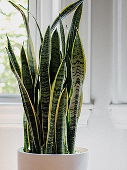 A snake plant in a pot sits near a window.