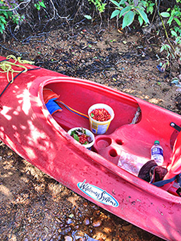 Fresh picked cranberries in containers in a red kayak