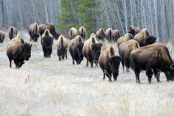 Herd of bison standing in field.