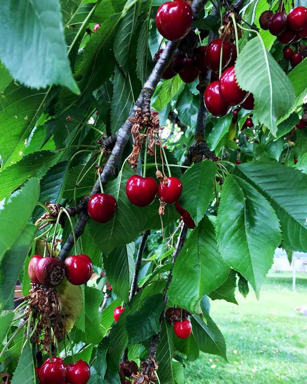 Ripe cherries are in a cherry tree.