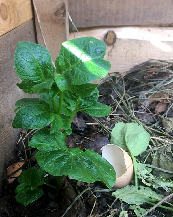 A potato plant sprouts out of the compost. 