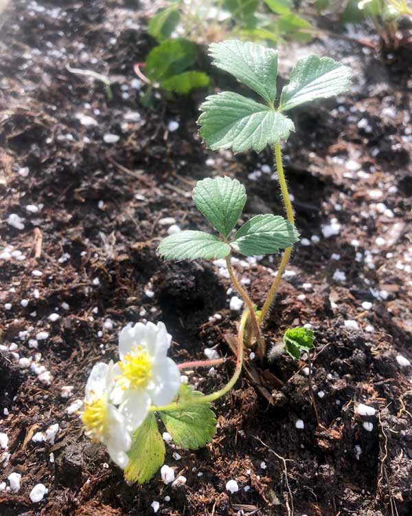 A strawberry plant sprouts in a garden. 