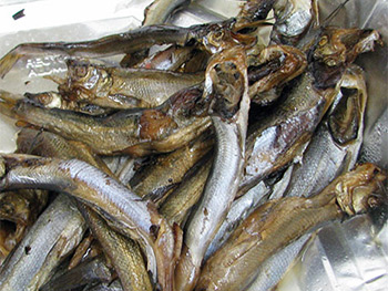 Dried oolichan fish