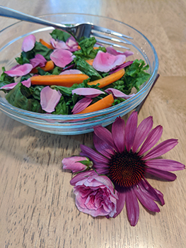 Pink echinacea and rose petals sprinkled into a simple green salad.