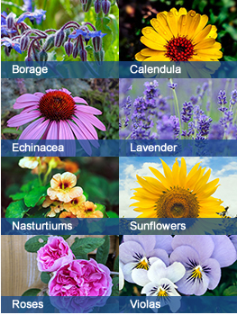 Photo collage of borage, calendula, echinacea, lavender, nasturtiums, sunflowers, roses, violas.