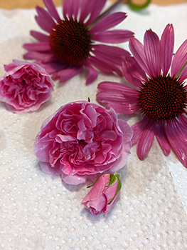 Pink echinacea and rose flowers washed and drying on paper towel.