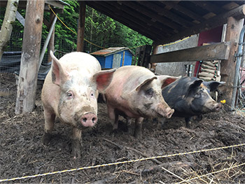 Three pigs standing in their pen