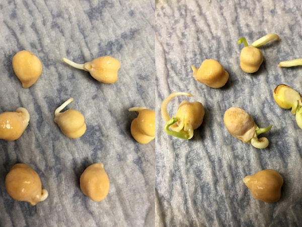 Two images of chickpeas are shown. On the left are chickpeas, sprouting after three days. On the right, the sprouts are greening after six days.
