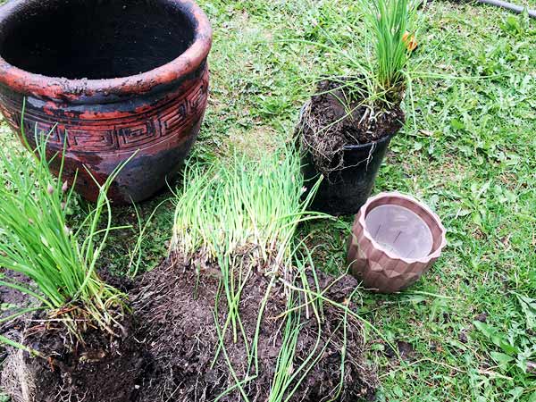 Clumps of chives in dirt sit beside empty pots.