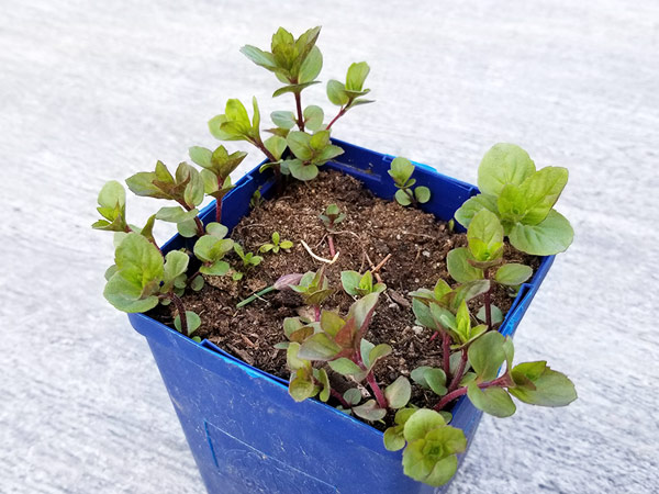 Mint grows in a blue container.