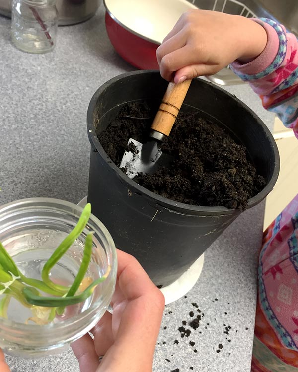 Onion is spouts sit in a jar of water. A young hand prepares a pot of soil for them.