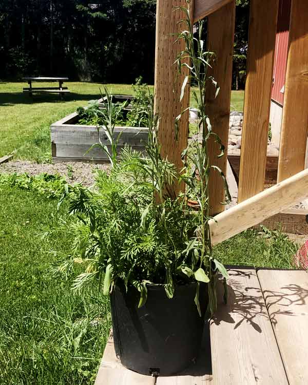 A healthy plant grows out of a pot.