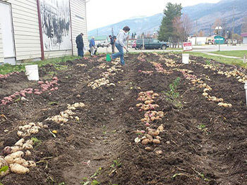 Potatoes dug up and laying above ground