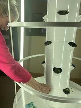 Older woman's arm planting seedlings in a tower garden