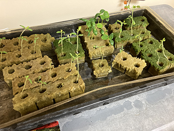 seedlings growing in a pan