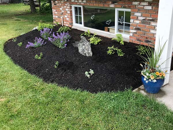 A home garden with purple flowers. 