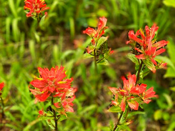 Red wildflowers. 