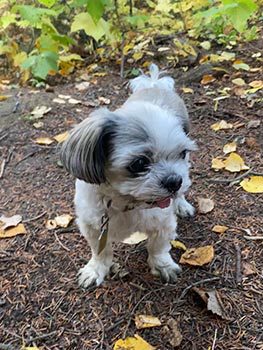 picture of a small white dog with grey ears 