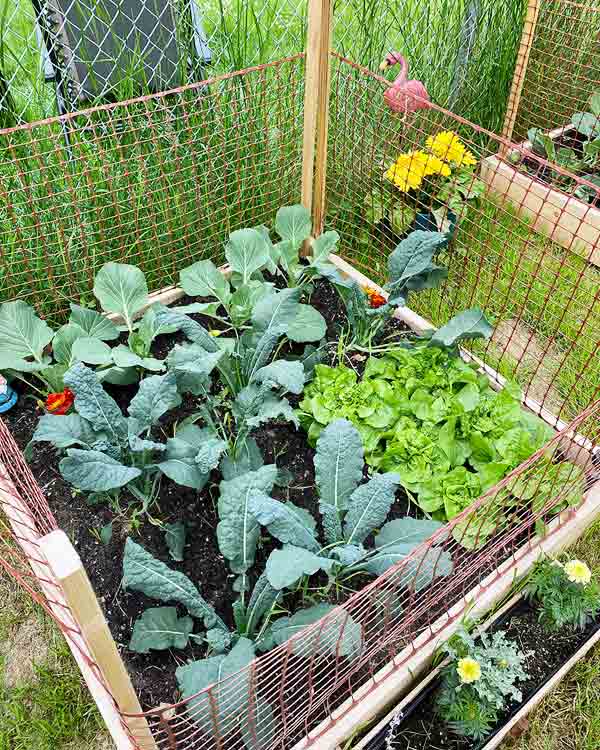 A close-up picture of veggies growing in one of Shelby's planter boxes.