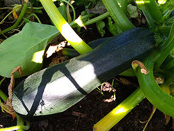 Fresh zucchini in the garden