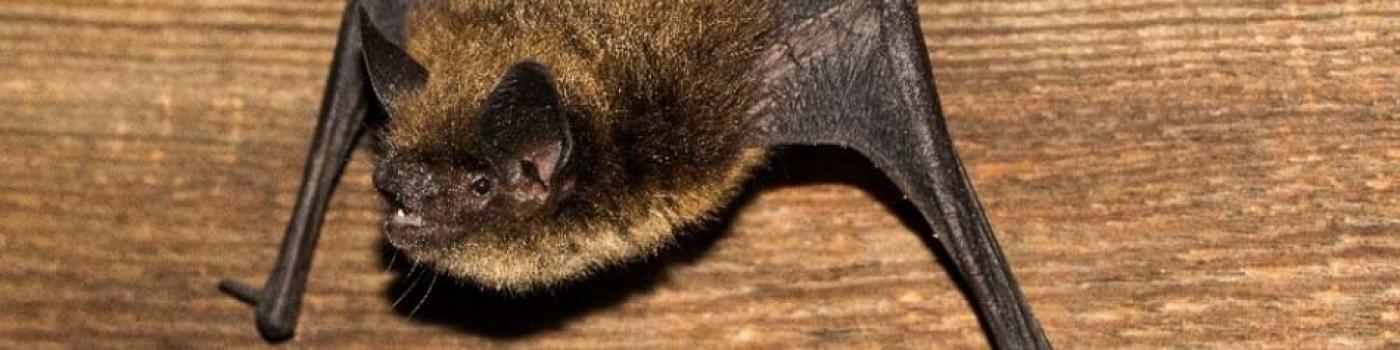 Bat hanging from a wood wall