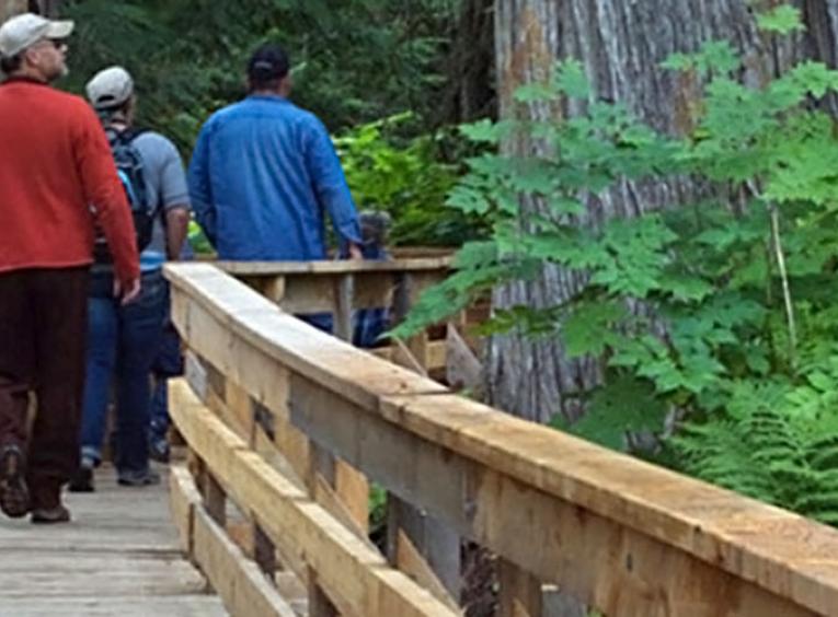 People walking on a boardwalk through a forest.